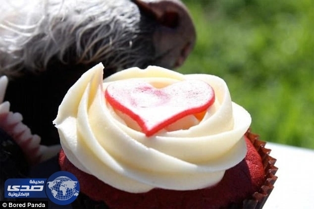 بالصور.. لقطات طريفة ترصد لحظات ما قبل الكارثة