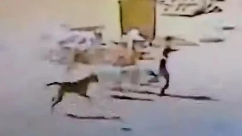 خال طفل تبوك الذي تعرض لمحاولة نهش من الكلاب يروي تفاصيل جديدة