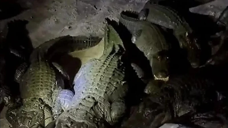 شاهد.. تماسيح تقتحم خيمة بها شابان