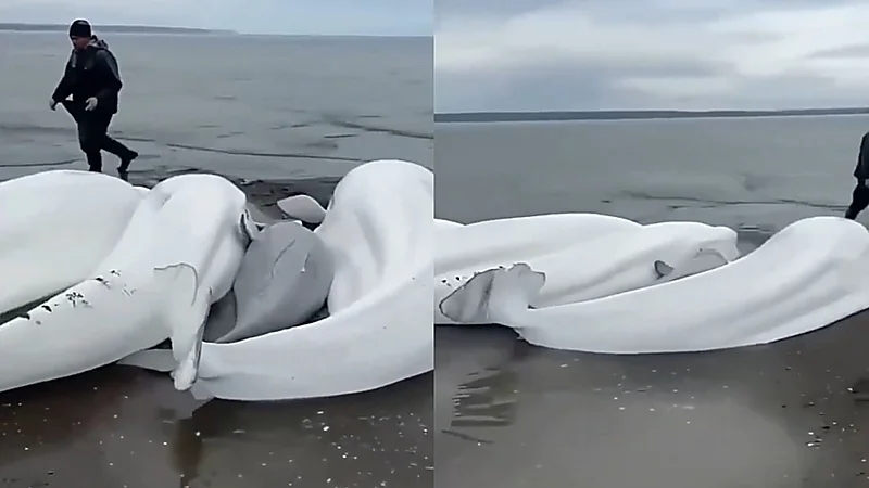 حيتان ضخمة تخرج إلى شاطئ شبه جزيرة كامتشاتكا في روسيا بعد الزلزال.. فيديو