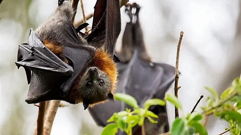 تسجيل أول إصابة بشرية بفيروس الخفاش دون علاج