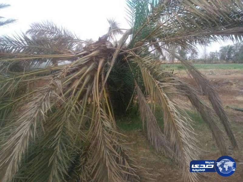 مزارعو تيماء يطالبون الزراعة بتشكيل لجنة لإيجاد حلول لـ«سوسة النخيل»