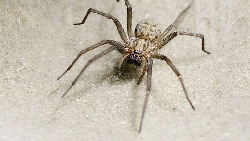 هجوم شرس لـ "عناكب" على المنازل في بريطانيا