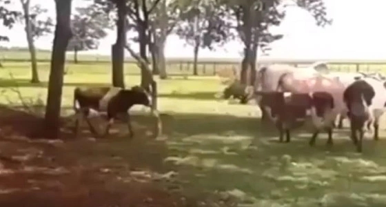 فيديو صادم لماعز تتحدى ثور ضخم وتتسبب في إغمائه