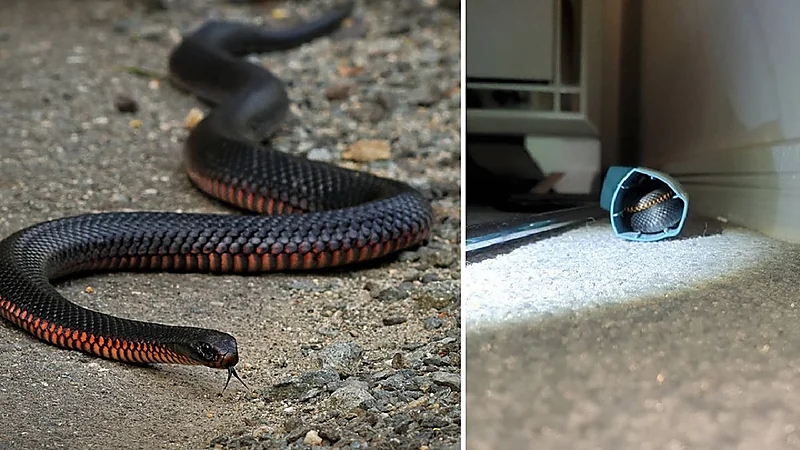 فتاة تفاجأ بأفعى سامة في مكان لا يخطر على البال