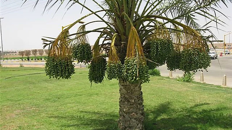 الحصيني: اليوم بداية فصل الربيع وأول أيام الذراعين