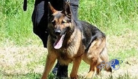 كلب بوليسي يقدم إفادة شاهد في قضية