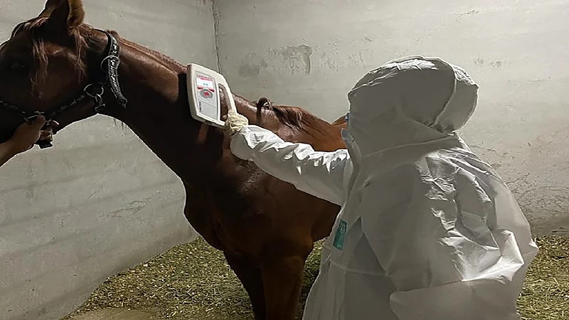 جولات تقصي ومكافحة لفرق الصحة الحيوانية لإسطبلات الخيول بوقاء عسير .. صور