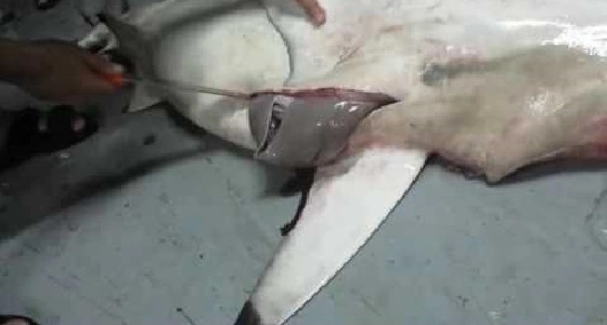 بالفيديو.. أنثى قرش نافقة تلد 95 سمكة