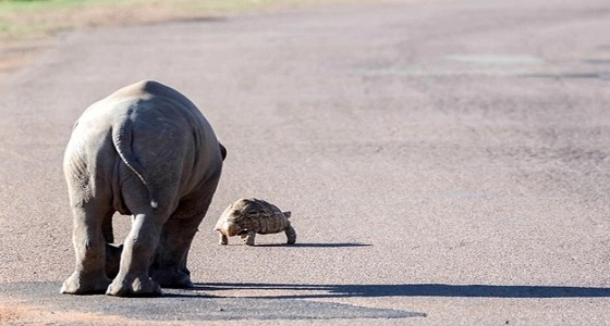 بالصور.. وحيد القرن يطارد سلحفاه لعدم تفاعلها معه
