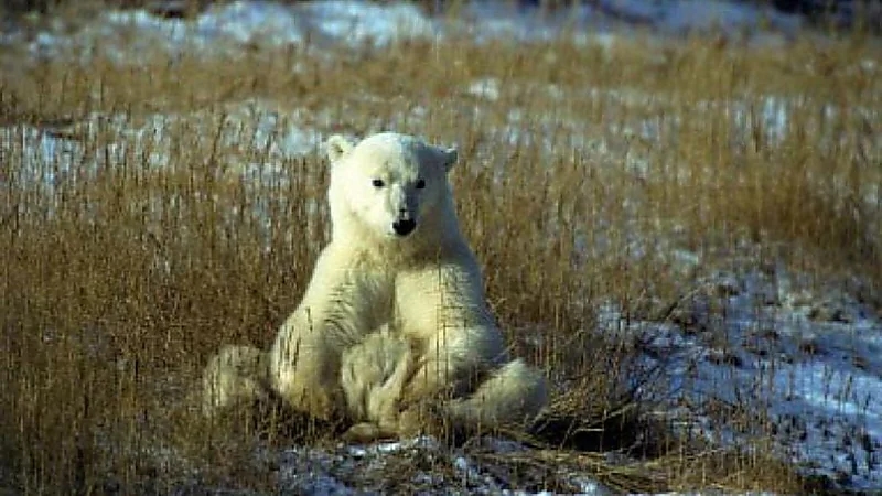 قرار بإعدام دب قتل متنزهاً في إيطاليا