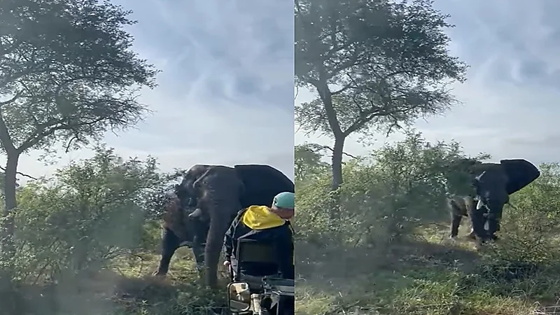 شاهد..عقاب قاس لأشخاص أزعجوا أفيالًا في موسم التزاوج