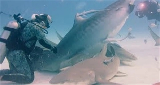 فيديو صادم لغواص يطعم سمكة قرش حامل