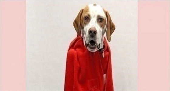 كلبة عمرها 3 سنوات تُمنح عضوية في حزب سياسي