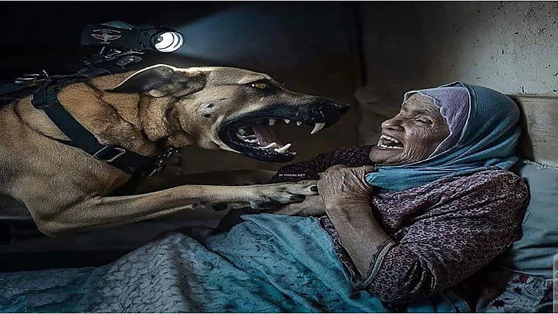 جنود الاحتلال يطلقون كلبًا شرسًا لمهاجمة عجوز فلسطينية.. فيديو