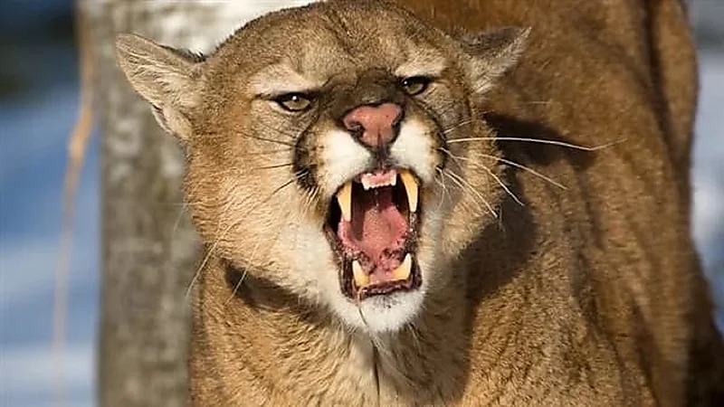 سيدة تخلص ابنها من أنياب أسد جبلي