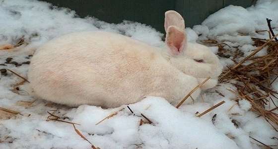 قوات الأمن في مهمة " خاصة " لإنقاذ أرنب