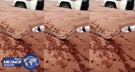 ⁠⁠⁠⁠⁠بالفيديو.. شخص يروي ظمأ «حية» يغزو تويتر