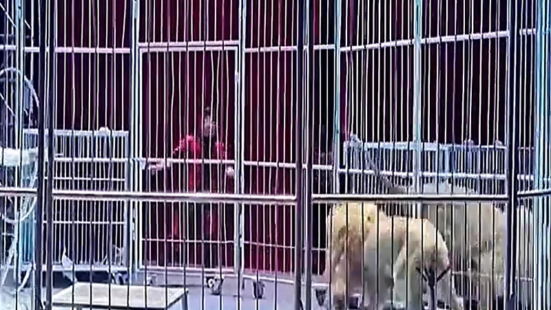 بالفيديو .. لحظة فرار أسدين من سيرك