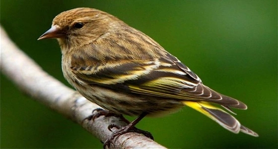 فوائد لبن العصفور للتخلص من السموم والعناية بالبشرة