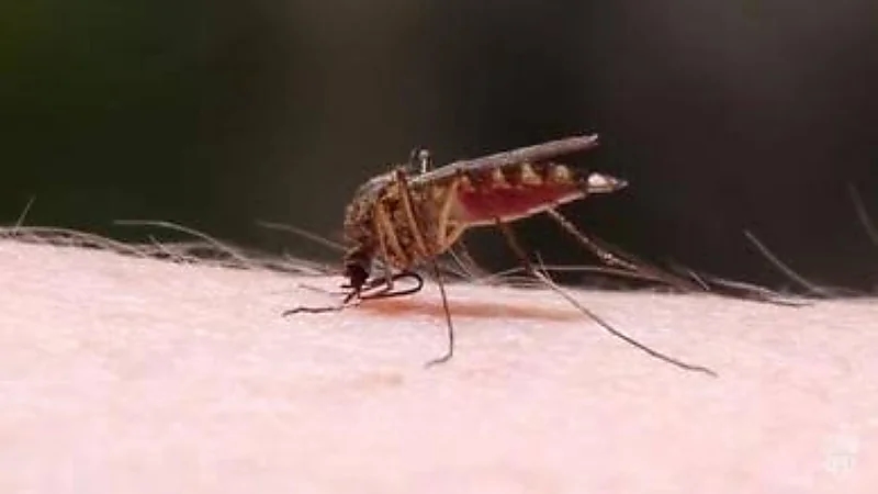 سر رغبة البعوض في لدغ الإنسان
