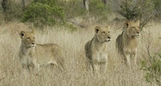 مجموعة أسود تلتهم رجلا حاول صيدها بجنوب أفريقيا