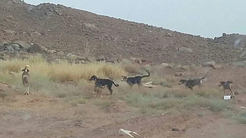 أمانة الرياض تعتزم تنفيذ مشروع للسيطرة على الحيوانات الضالة