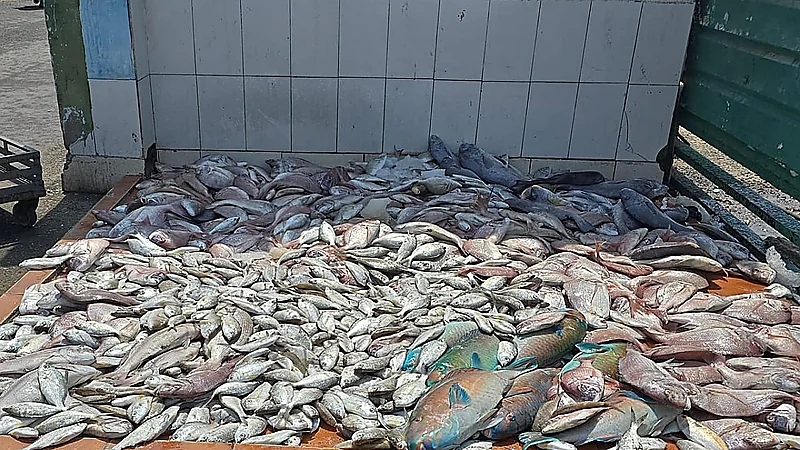 جدة.. ضبط وإتلاف أكثر من 4 أطنان من الأسماك الفاسدة
