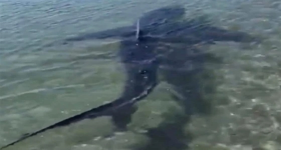 بالفيديو.. قرش ضخم يثير ذعر مصطافين داخل منتجع