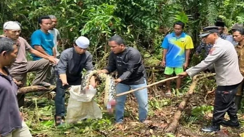 ثعبان ضخم يبتلع امرأة مسنة