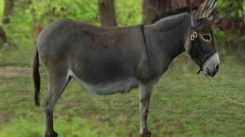 بالفيديو.. رعب في مصر بسبب العثور على حمير مسلوخة