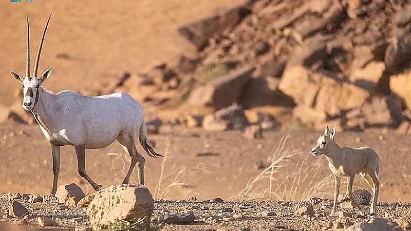 توثيق ولادة المها العربي في القصيم.. صور
