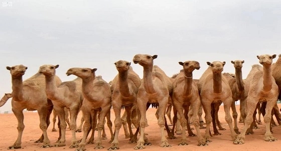 فهد بن فلاح: مشاركة شخصية عزيزة في مزاين الإبل هذا العام