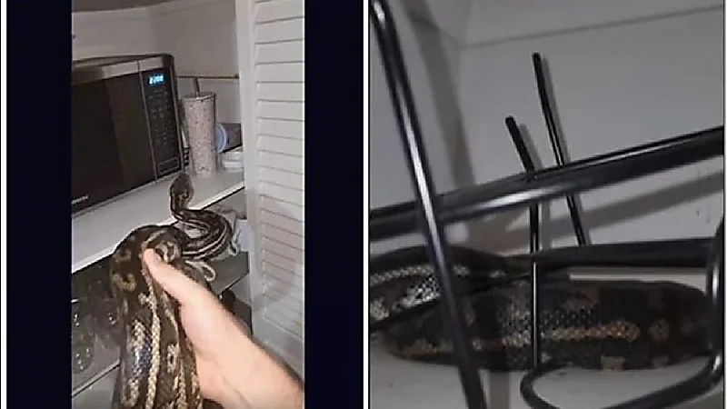 ثعبان ضخم يفاجئ سيدة داخل المطبخ ويثير الرعب