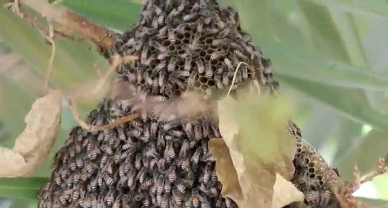 ضبط مراهقان لقتلهما نصف مليون نحلة