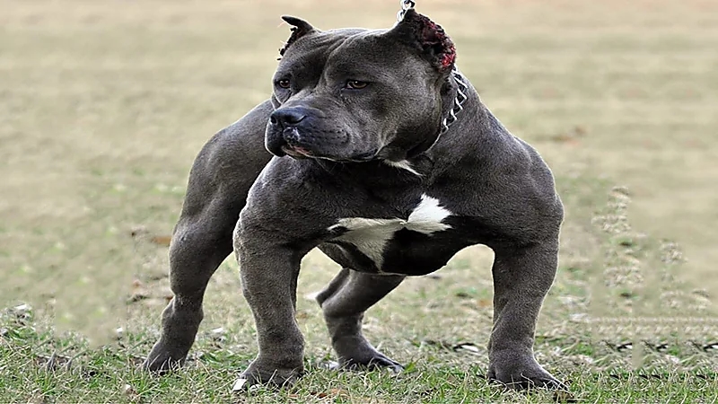 قانون جديد لحبس حائزي الحيوانات الخطرة في مصر