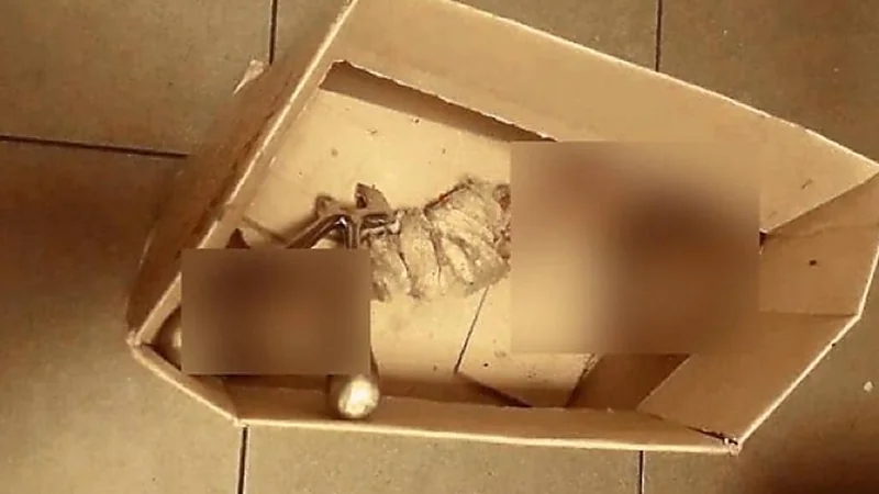 العثور على أجزاء لقدم بشرية