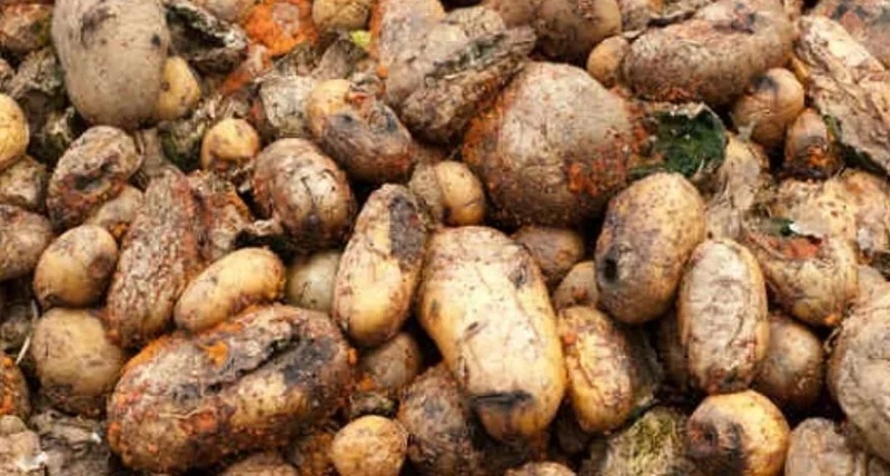 بيئة القريات تضبط 25 طنًا من البطاطس الفاسدة
