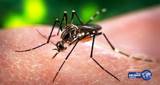 طوارئ فى أمريكا بسبب تفشى فيروس " زيكا"