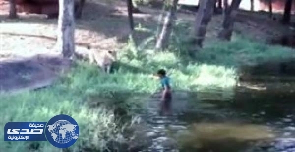 بالفيديو.. سكران يُحاول مصافحة الأسود