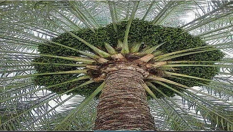 "الحصيني": نحن نعيش في موسم طباخ اللون