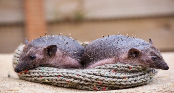 بالصور.. ولادة نادرة لقنفذين بدون شوك