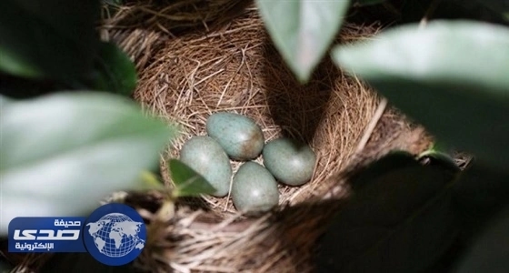 استدعاء ملايين البيض في هولندا