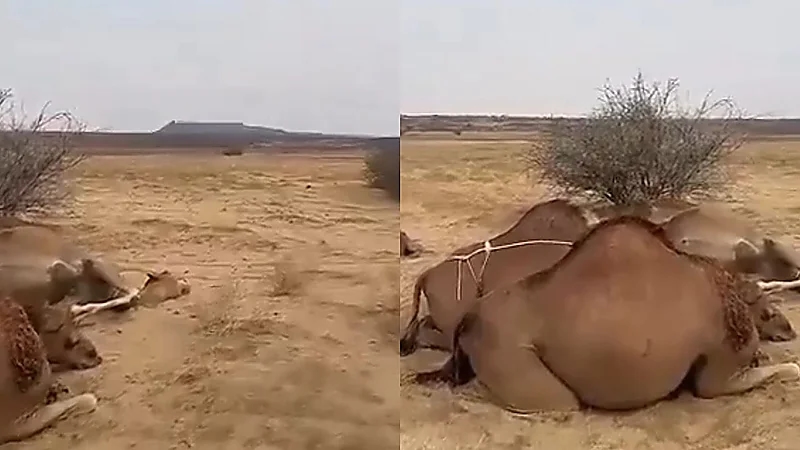 البرق يتسبب في نفوق عدد من الإبل جنوب القوز بالقنفذة.. فيديو