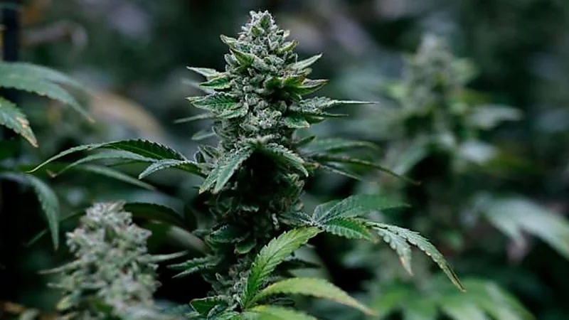 دولة توزع الحشيش مجاناً على مواطنيها