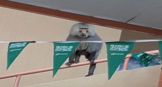 القردة تجتاح مدرسة بنات بـ " السودة " .. والأمانة ترد بعدم الاختصاص