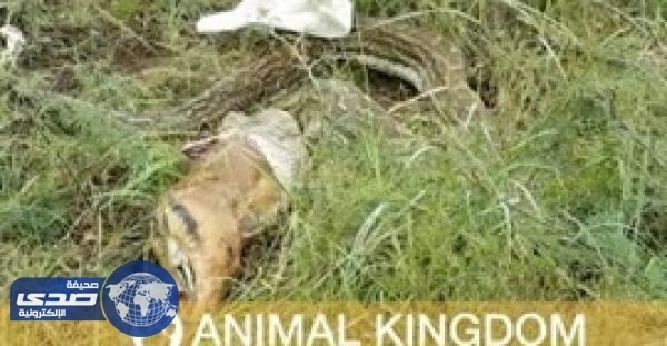 بالفيديو.. ثُعبان يٌلفظ غزالة لعدم تمكنه من بلعها