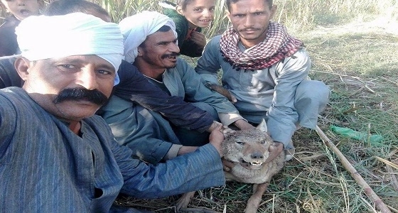 شاهد.. صعيدي هوايته التقاط الـ " سيلفي " مع الذئاب