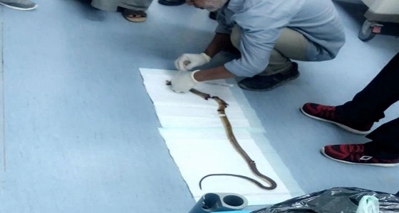 وفاة طفلتين بـ " لدغة ثعبان " أثناء زيارتهما بيت جدهما بقلوة