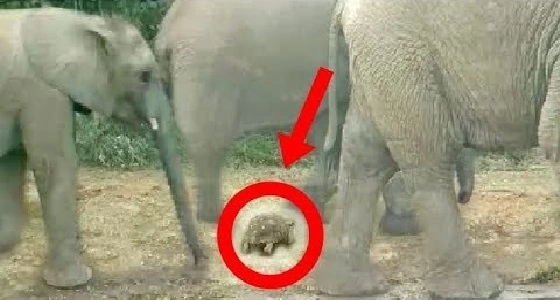 شاهد السلحفاه " المحظوظة " التي يتابعها الآلاف بمواقع التواصل